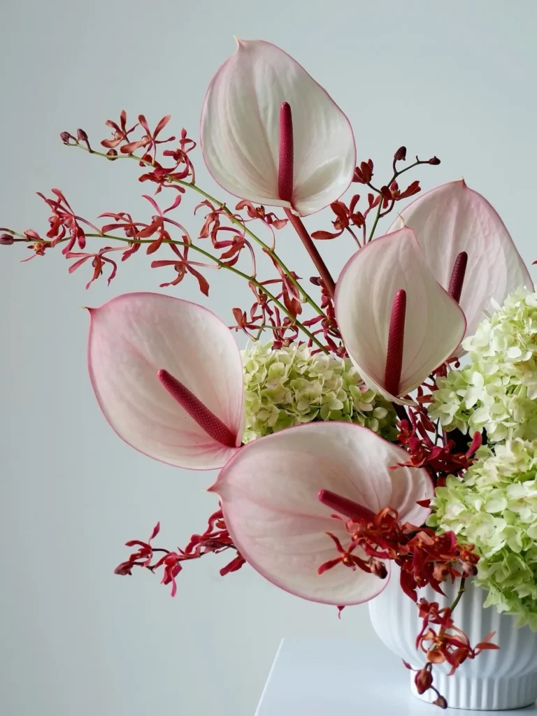 Pink anthurium arrangement with red mokara orchids and green hydrangea in white vase